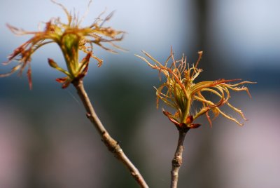 Aesculus hippocastanum 'Laciniata' - jírovec maďal - rozvitý pupen